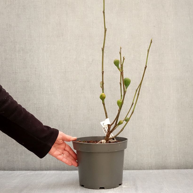 Exemplar von Feige Terza - Ficus carica Topf mit 4L/5L, Strauch wie im Winter geliefert