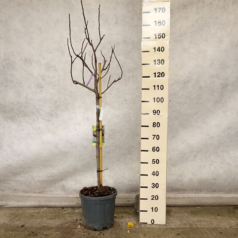Example of Feige Violette Dauphine (Stengel) - Ficus carica Topf mit 7,5L/10L, Halbstamm as you get in automne