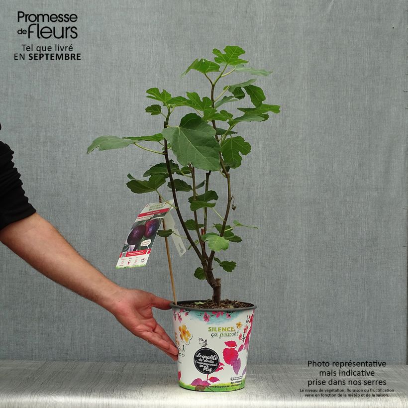 Example of Feige Violette Dauphine - Ficus carica Topf mit 2L/3L, Strauch as you get in automne