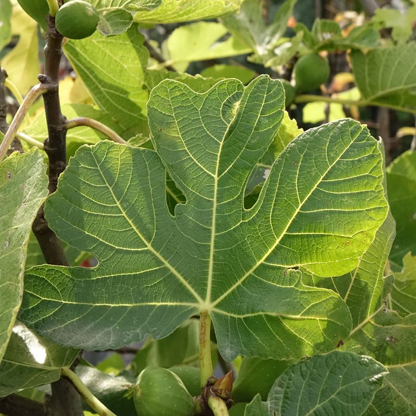 Feige Violette de Sollies - Ficus carica (Foliage)