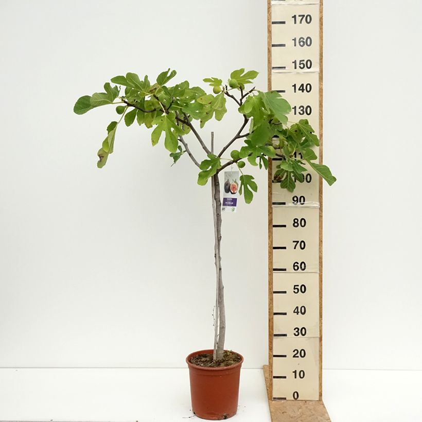 Example of Feige Violette de Sollies - Ficus carica Topf mit 7,5L/10L, Halbstamm as you get in ete