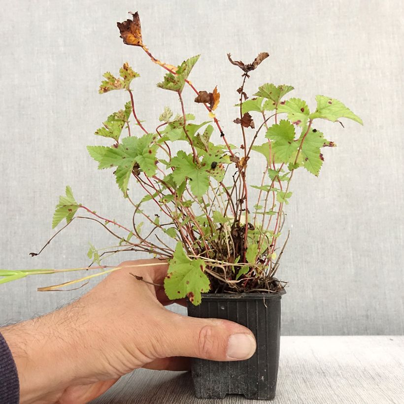 Example of Mädesüß Kahome - Filipendula Kleine Töpfe von 8/9 cm as you get in automne