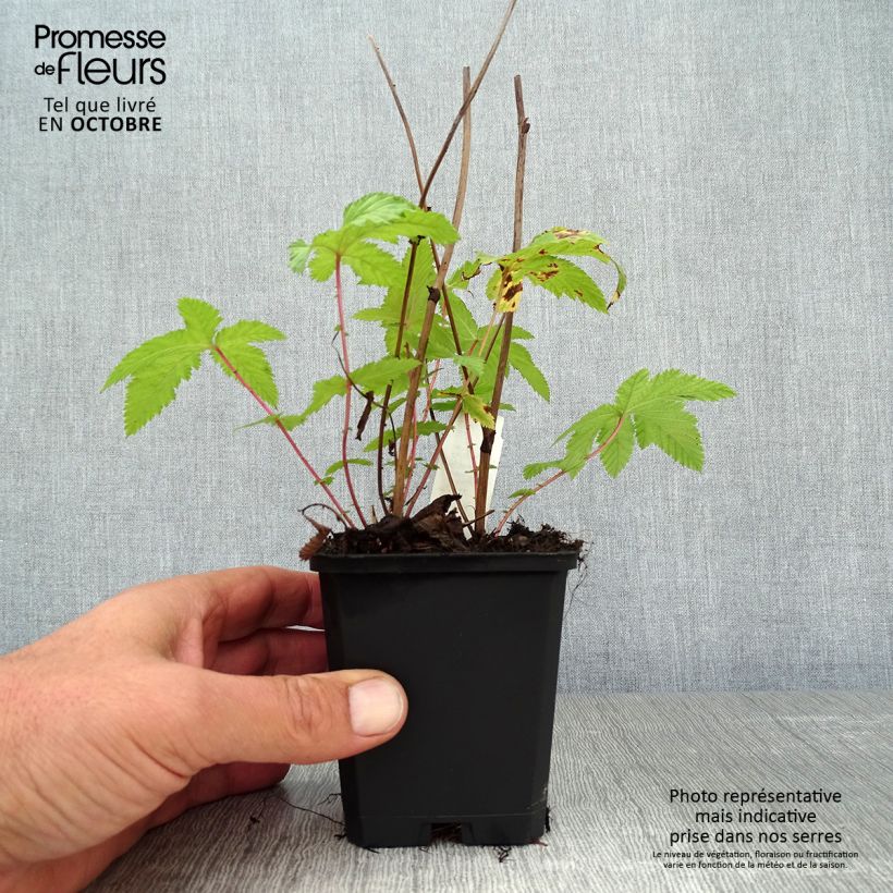 Example of Palmblättriges Mädesüß Nana - Filipendula palmata Kleine Töpfe von 8/9 cm as you get in automne