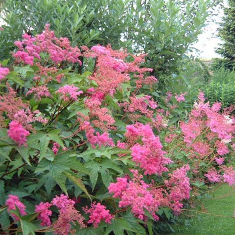Rotblühendes Mädesüß - Filipendula purpurea (Plant habit)
