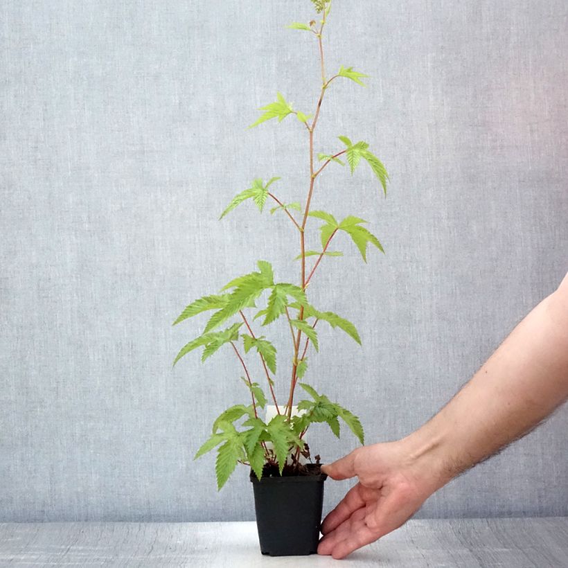 Exemplar von Rotblühendes Mädesüß Elegans - Filipendula purpurea Kleine Töpfe von 8/9 cm wie im Sommer geliefert