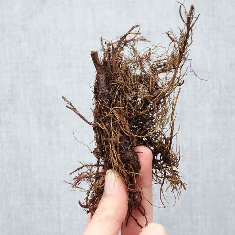 Exemplar von Rotblühendes Mädesüß Elegans - Filipendula purpurea Wurzelnackt wie im Winter geliefert