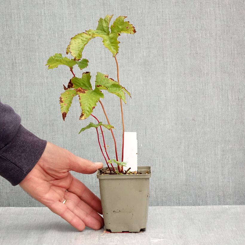 Exemplar von Rotblühendes Mädesüß - Filipendula purpurea Kleine Töpfe von 8/9 cm wie im Herbst geliefert