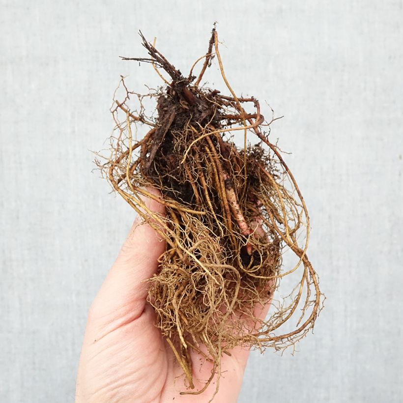 Exemplar von Mädesüß Venusta - Filipendula rubra Wurzelnackt wie im Winter geliefert