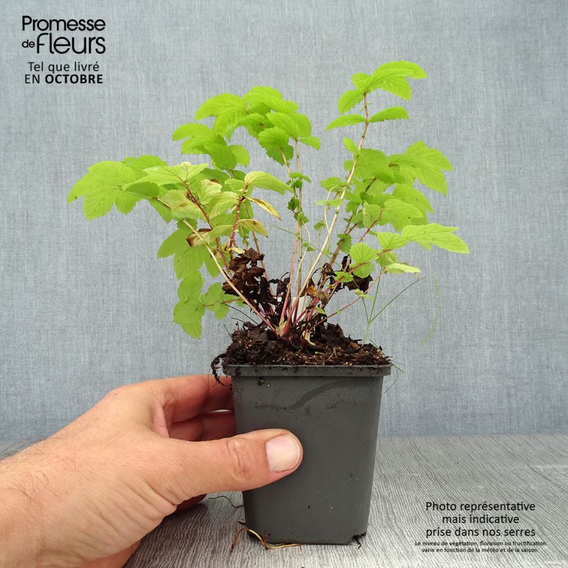 Example of Echtes Mädesüß Aurea - Filipendula ulmaria Kleine Töpfe von 8/9 cm as you get in automne