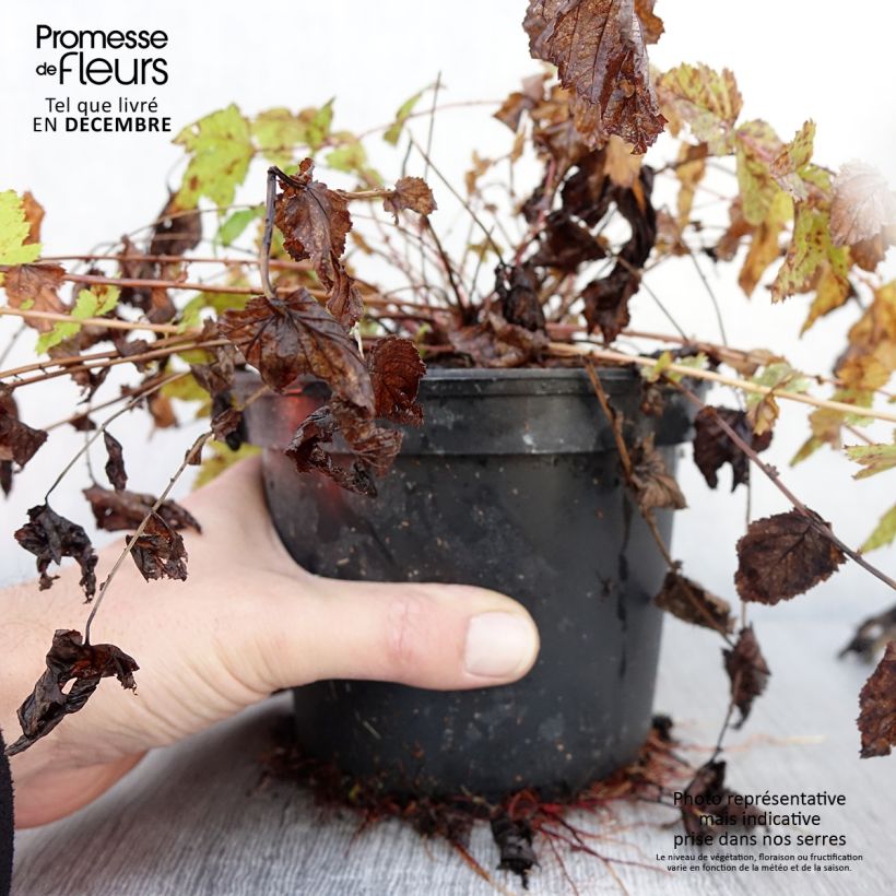 Example of Echtes Mädesüß - Filipendula ulmaria Topf mit 2L/3L as you get in automne