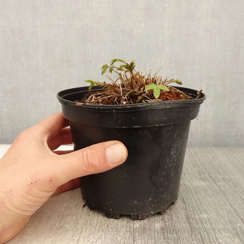 Exemplar von Echtes Mädesüß - Filipendula ulmaria Topf mit 2L/3L wie im Frühjahr geliefert