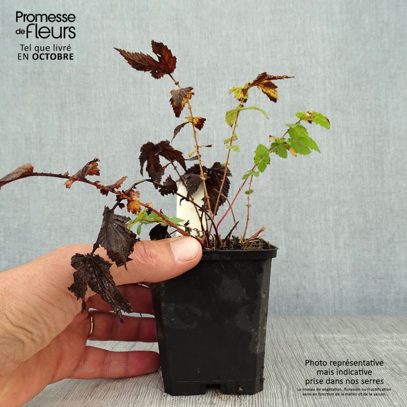 Example of Echtes Mädesüß - Filipendula ulmaria Kleine Töpfe von 8/9 cm as you get in automne