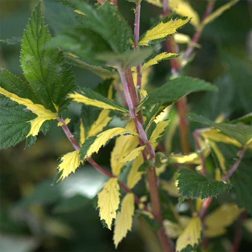 Echtes Mädesüß Variegata - Filipendula ulmaria (Foliage)