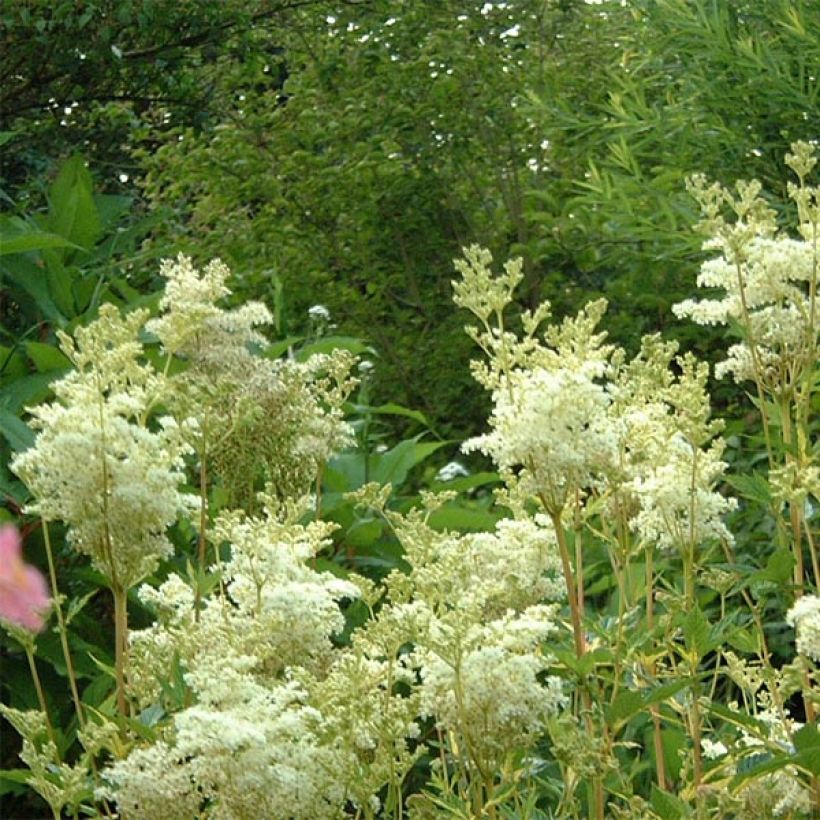Echtes Mädesüß Variegata - Filipendula ulmaria (Flowering)