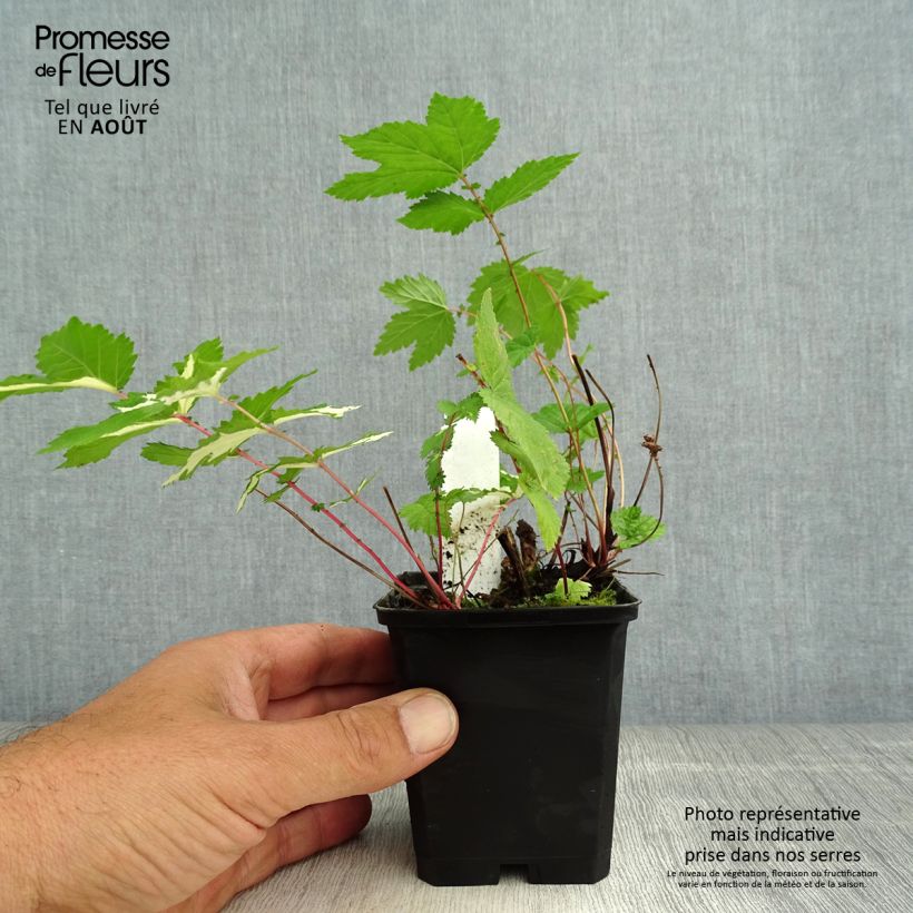 Exemplar von Echtes Mädesüß Variegata - Filipendula ulmaria Kleine Töpfe von 8/9 cm wie im Sommer geliefert