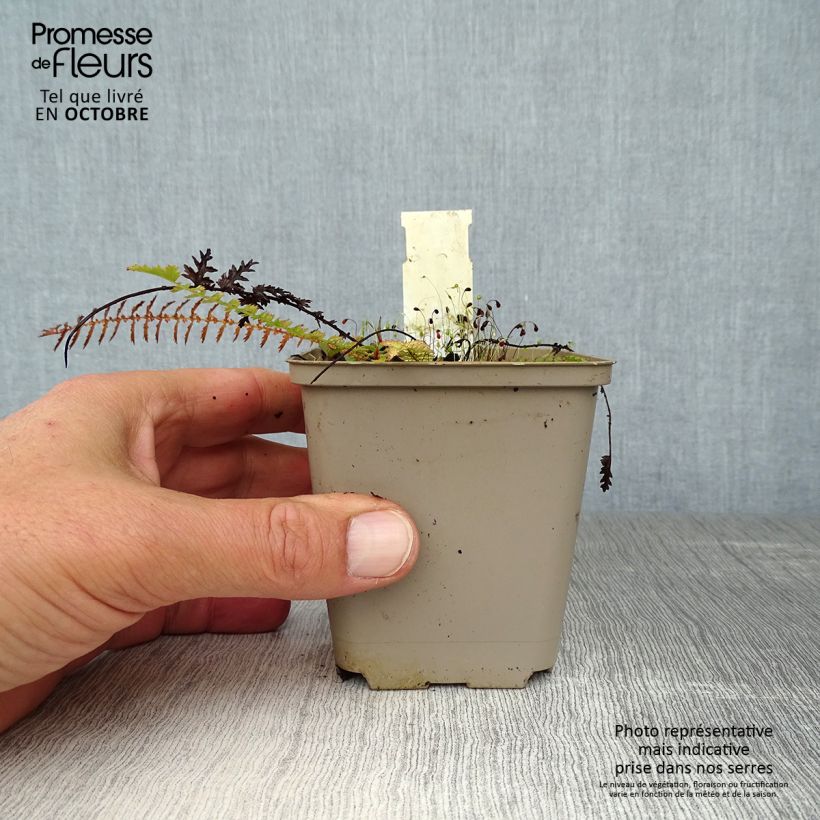 Example of Knolliges Mädesüß - Filipendula vulgaris Kleine Töpfe von 8/9 cm as you get in automne