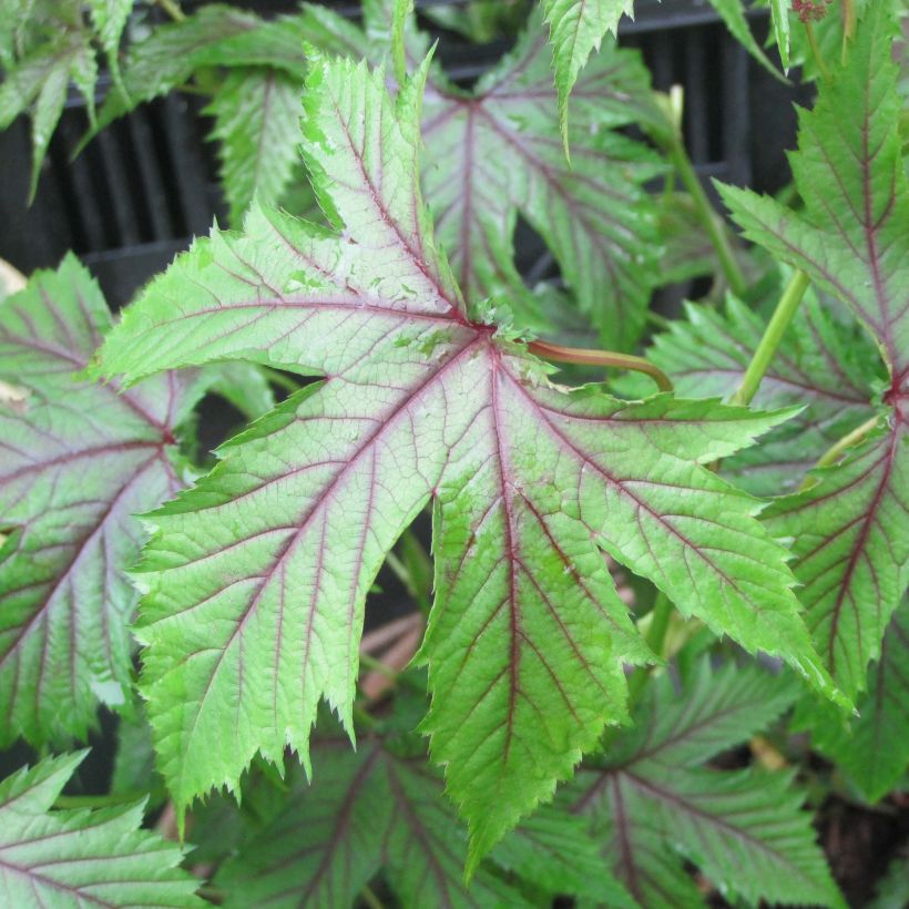 Mädesüß Red Umbrellas - Filipendula (Foliage)