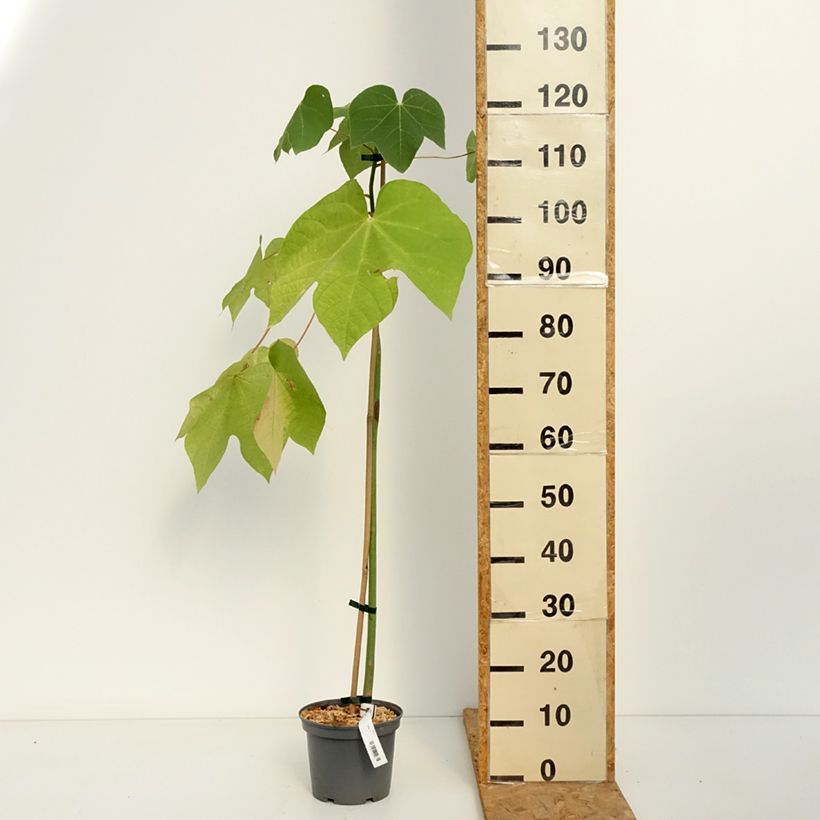 Exemplar von Firmiana simplex - Sonnenschirmbaum Topf mit 3L/4L wie im Herbst geliefert