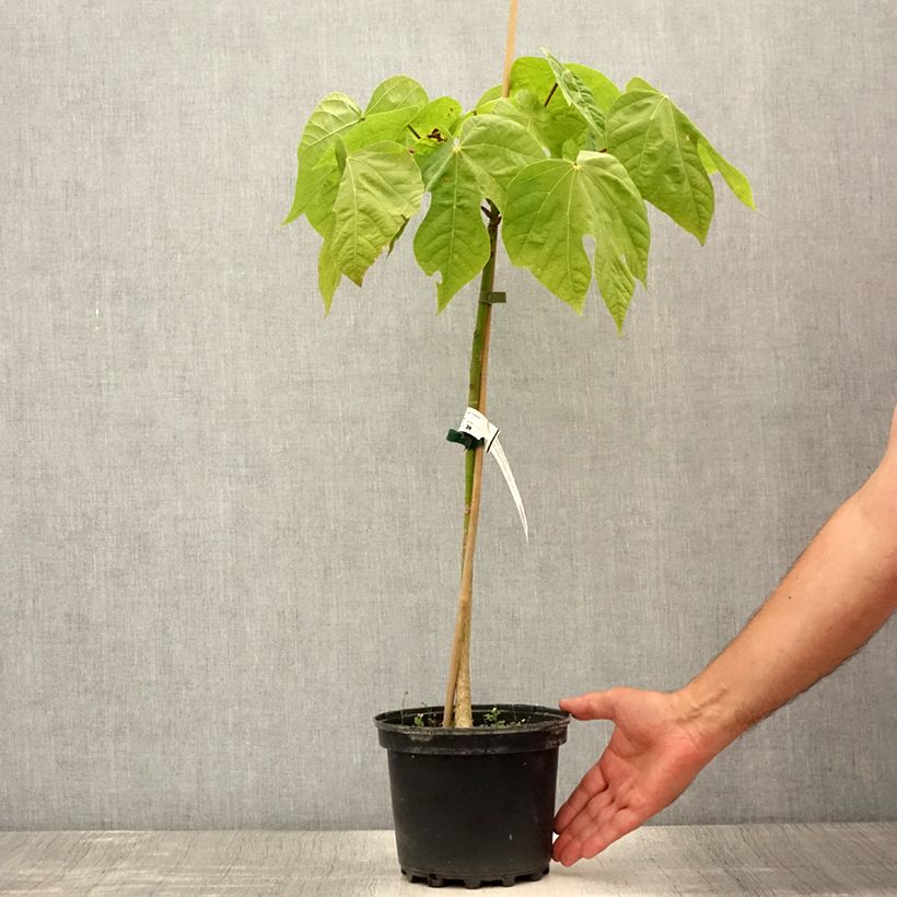 Example of Firmiana simplex - Sonnenschirmbaum Topf mit 3L/4L as you get in ete