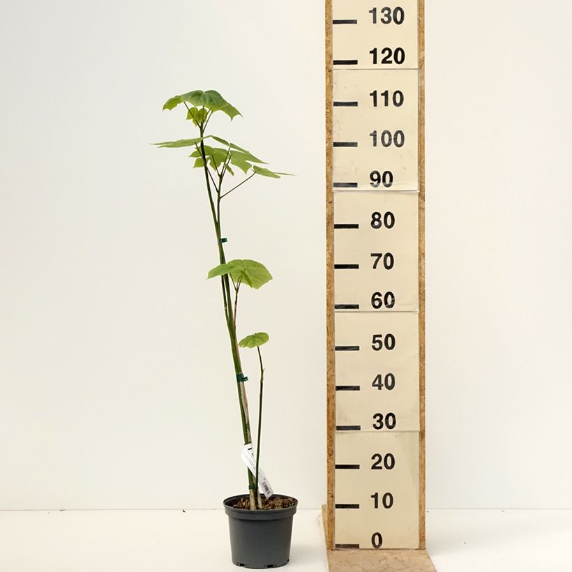 Exemplar von Firmiana simplex - Sonnenschirmbaum Topf mit 3L/4L wie im Frühjahr geliefert