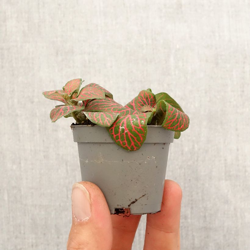 Example of Fittonia Joly Josan Red - Mosaikpflanze Mini-plante as you get in printemps