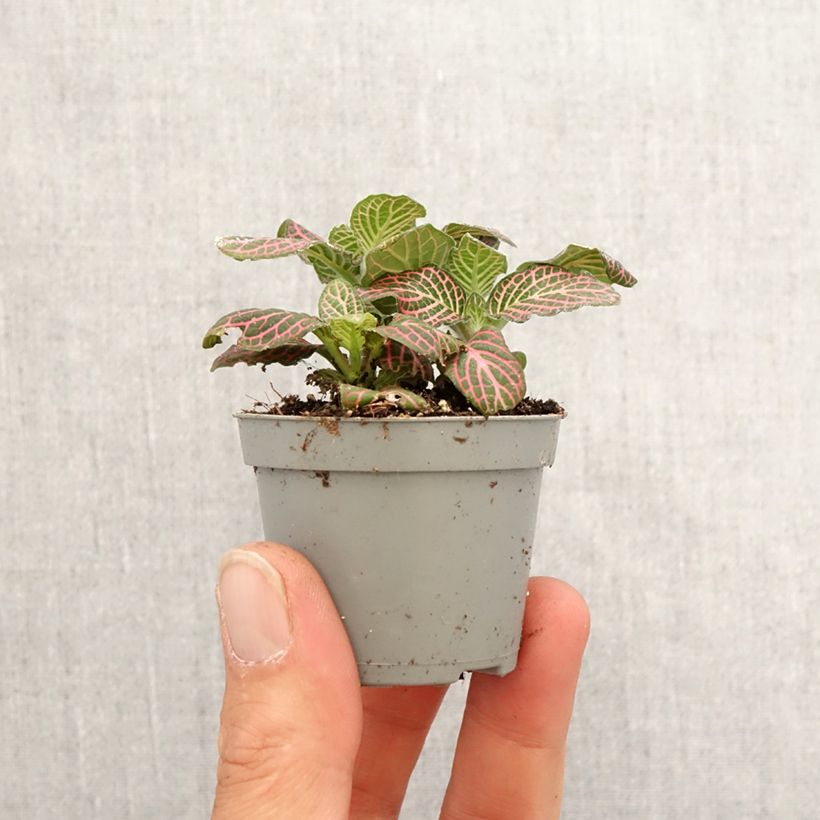 Example of Fittonia Pink Special - Mosaikpflanze Mini-plante as you get in printemps