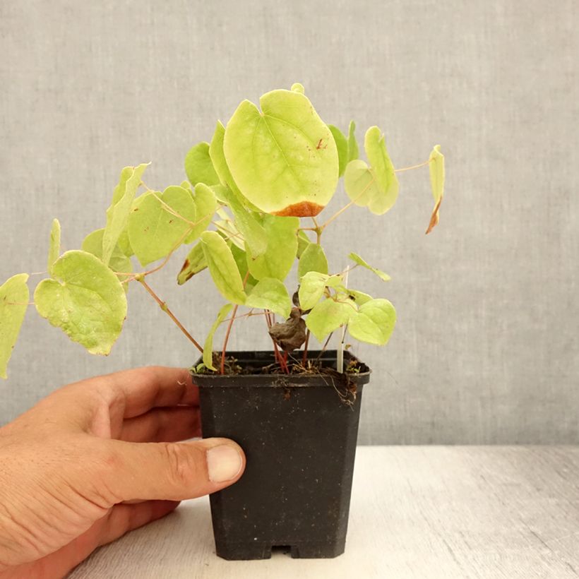 Example of Epimedium pubigerum - Flaumige Elfenblume Kleine Töpfe von 8/9 cm as you get in ete
