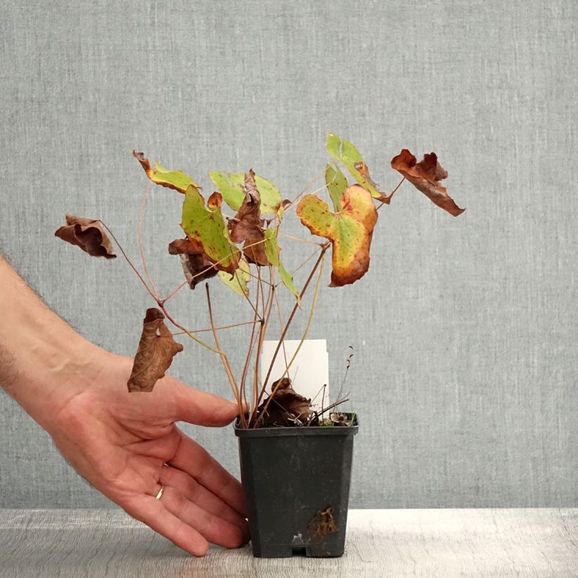 Example of Epimedium pubigerum Orangekönigin - Flaumige Elfenblume Kleine Töpfe von 8/9 cm as you get in automne