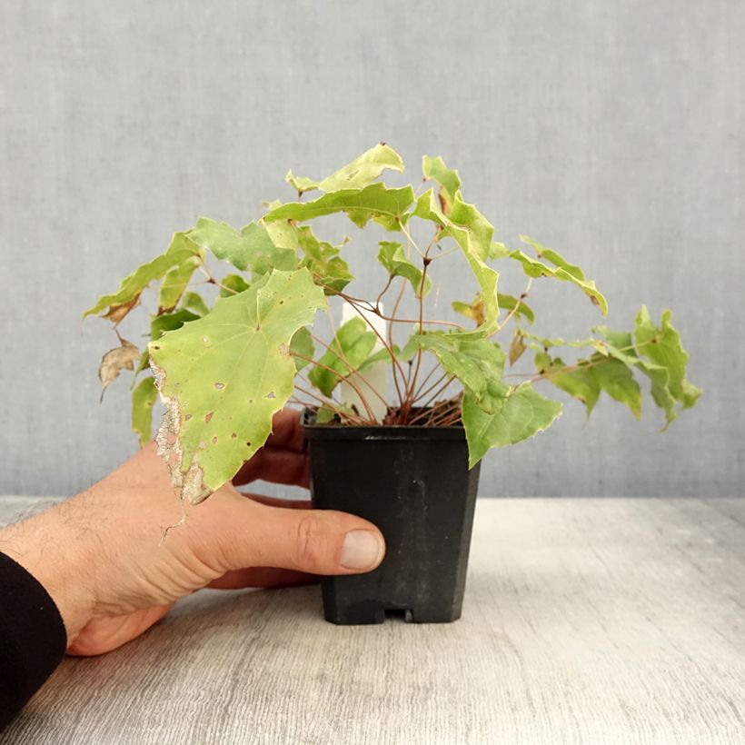 Example of Epimedium wushanense Caramel - Elfenblume Kleine Töpfe von 8/9 cm as you get in automne