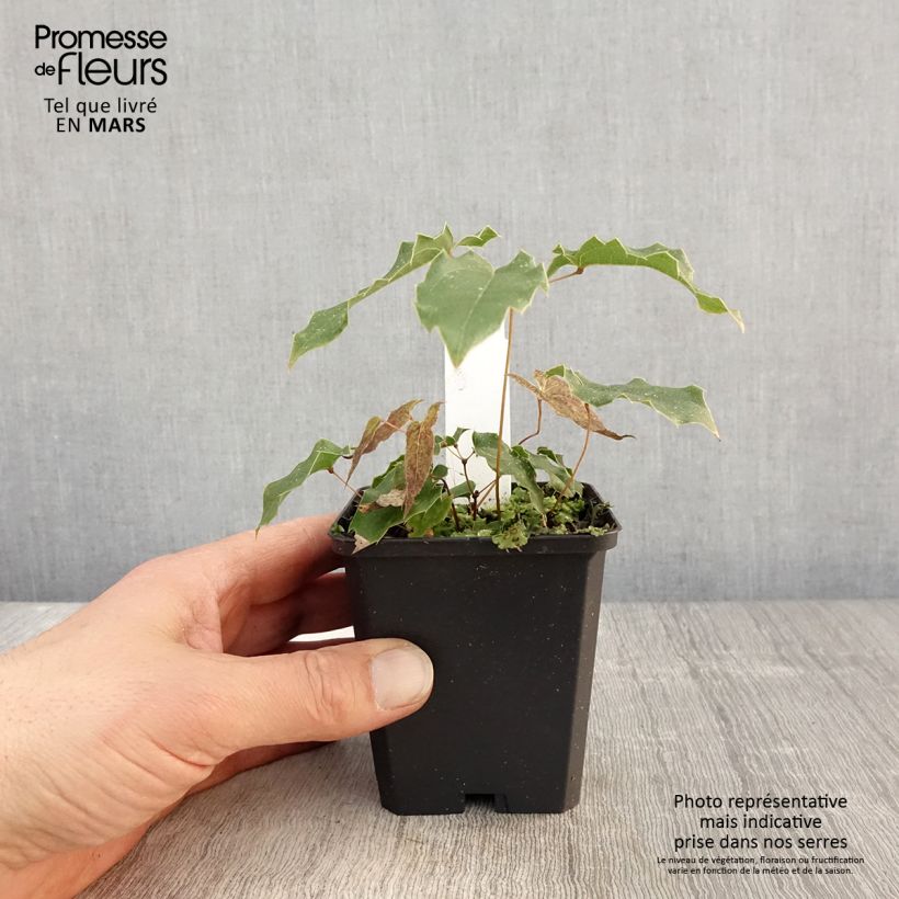 Exemplar von Epimedium wushanense Caramel - Elfenblume Kleine Töpfe von 8/9 cm wie im Frühjahr geliefert