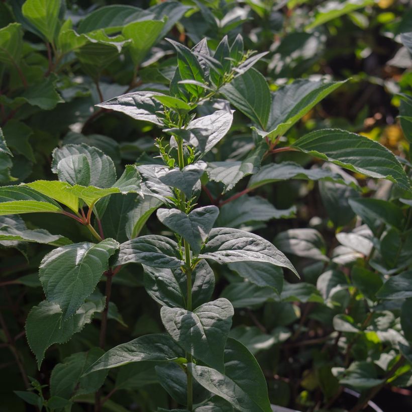 Abeliophyllum distichum - Schneeforsythie (Foliage)