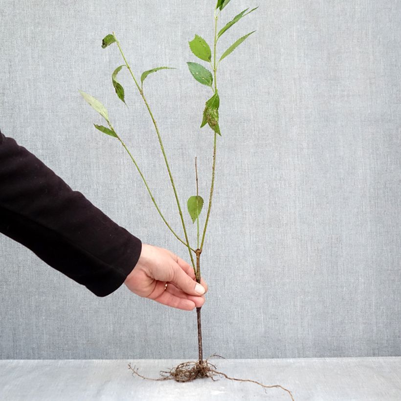 Exemplar von Goldglöckchen Lyngold - Forsythie Wurzelnackt wie im Winter geliefert