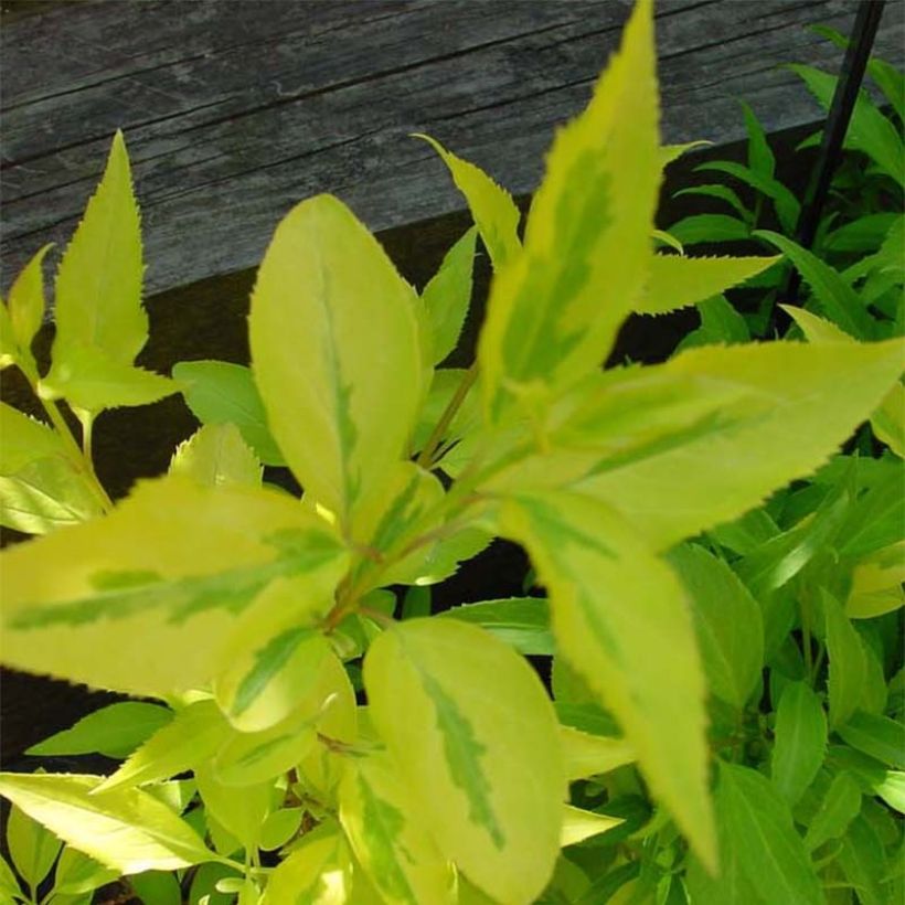 Goldglöckchen Minigold - Forsythie (Foliage)