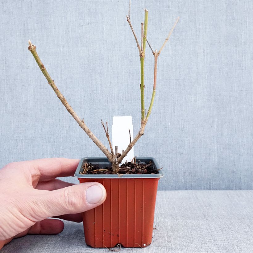 Exemplar von Goldglöckchen Spectabilis - Forsythie Kleine Töpfe von 8/9 cm wie im Winter geliefert