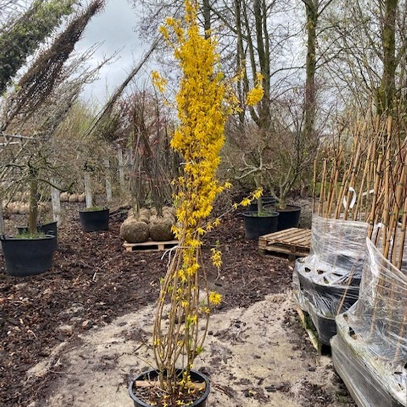 Example of Goldglöckchen Week-end - Forsythie Topf mit 50L/55L as you get in printemps