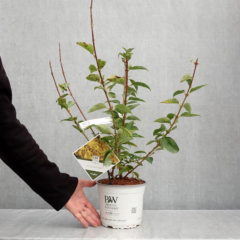 Exemplar von Goldglöckchen Flying Machine - Forsythia koreana Topf mit 3L/4L wie im Herbst geliefert