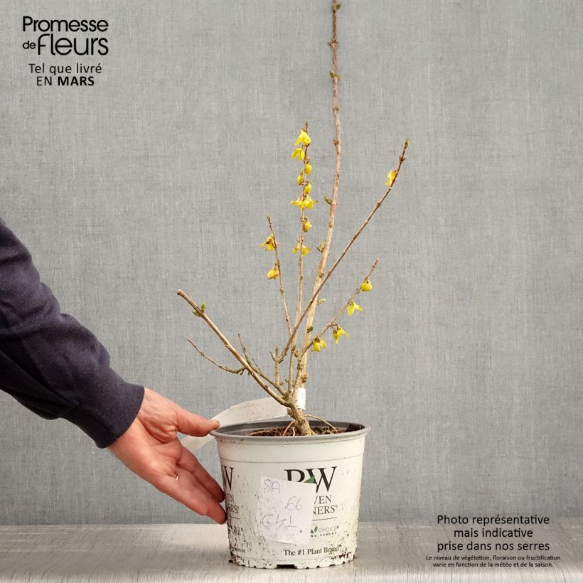 Exemplar von Goldglöckchen Flying Machine - Forsythia koreana Topf mit 3L/4L wie im Frühjahr geliefert