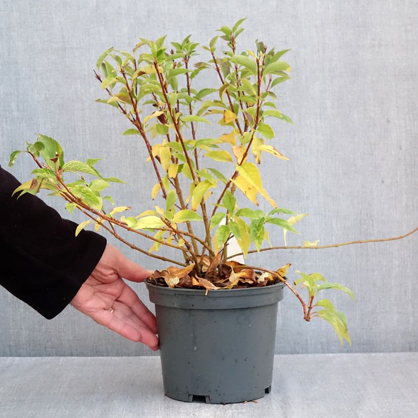 Exemplar von Goldglöckchen Kumsun - Forsythia koreana Topf mit 3L/4L wie im Herbst geliefert