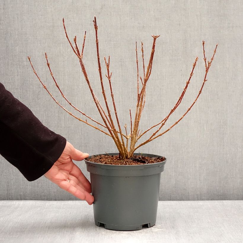 Exemplar von Goldglöckchen Kumsun - Forsythia koreana Topf mit 3L/4L wie im Winter geliefert