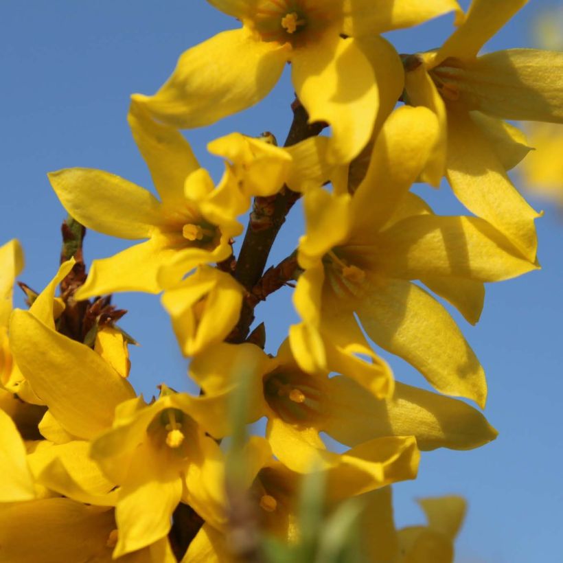 Goldglöckchen Marée d'Or - Forsythie (Flowering)