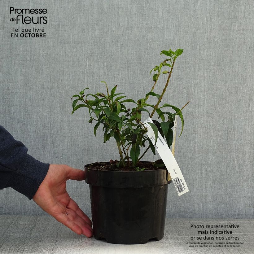 Example of Goldglöckchen Marée d'Or - Forsythie Topf mit 3L/4L as you get in automne