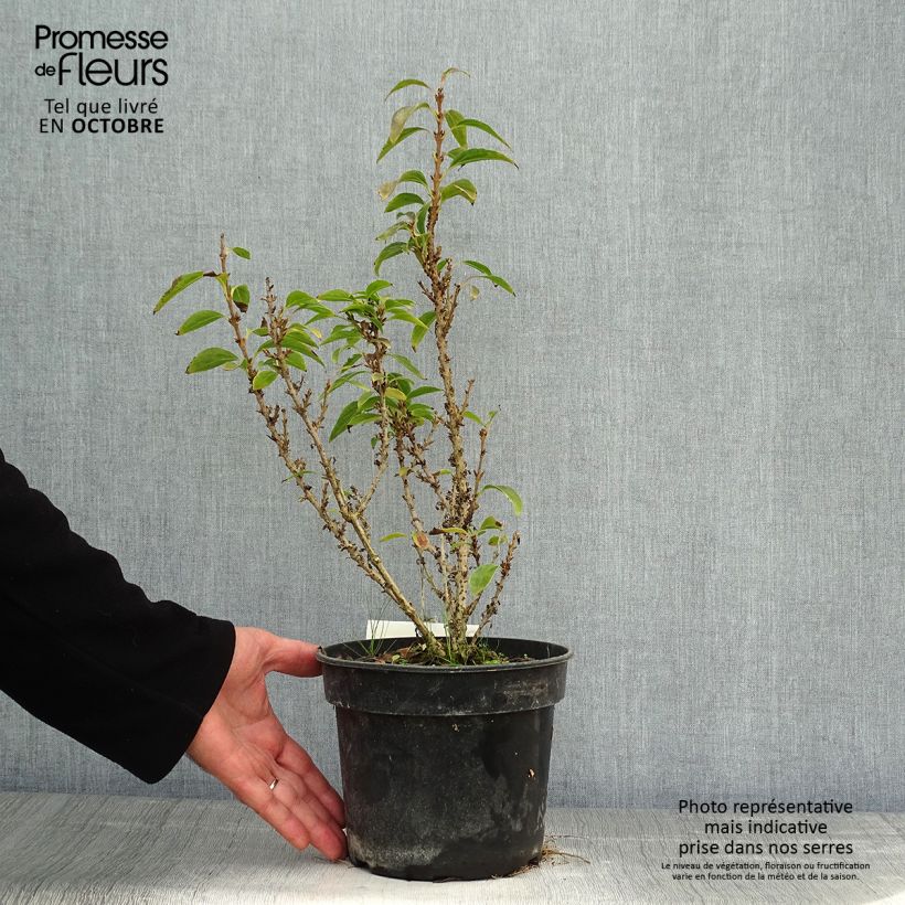 Example of Goldglöckchen Nimbus - Forsythie Topf mit 3L/4L as you get in automne