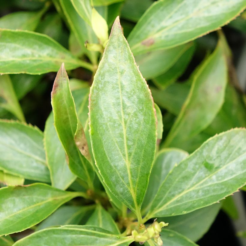 Goldglöckchen Nimbus - Forsythie (Foliage)