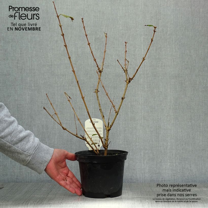 Example of Goldglöckchen Gold Rausch - Forsythie Topf mit 2L/3L as you get in automne