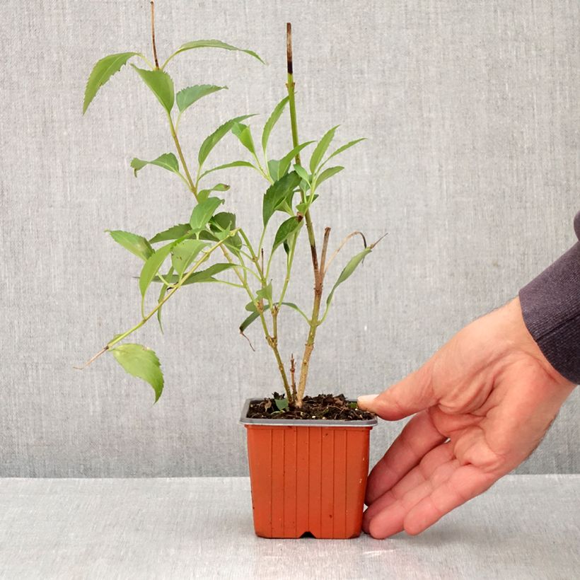 Exemplar von Goldglöckchen Goldzauber - Forsythie Kleine Töpfe von 8/9 cm wie im Herbst geliefert