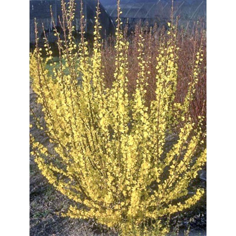 Goldglöckchen Mindor - Forsythie (Flowering)