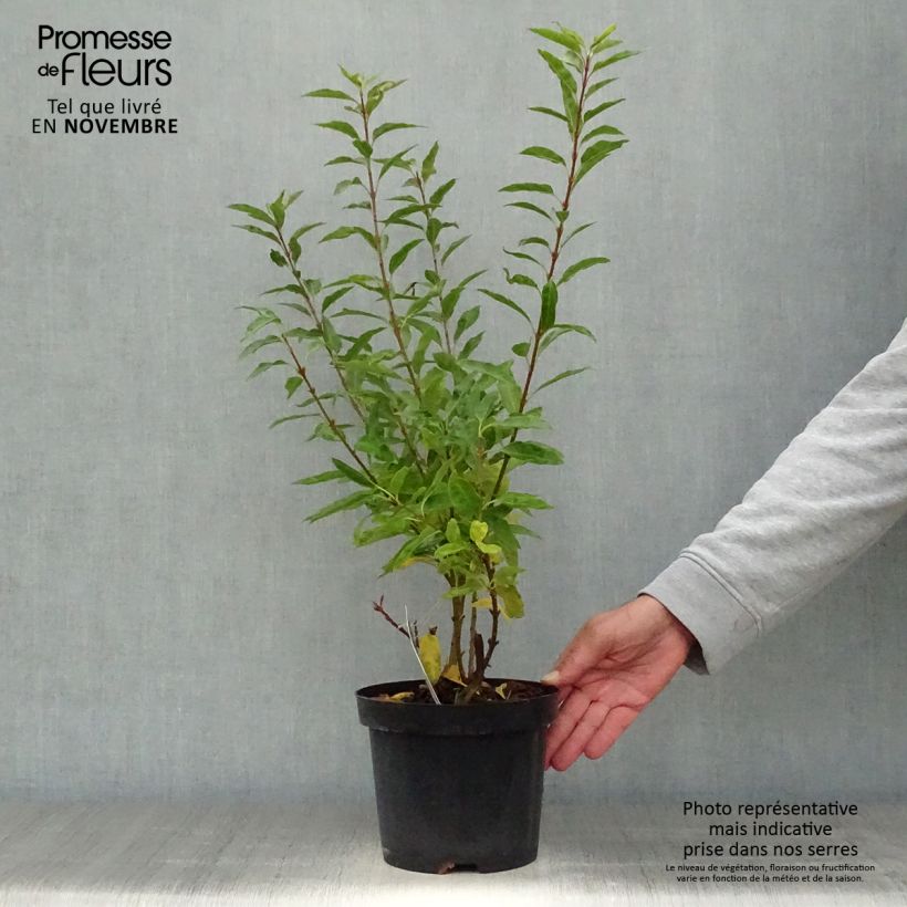 Example of Goldglöckchen Minigold - Forsythie Topf mit 2L/3L as you get in automne