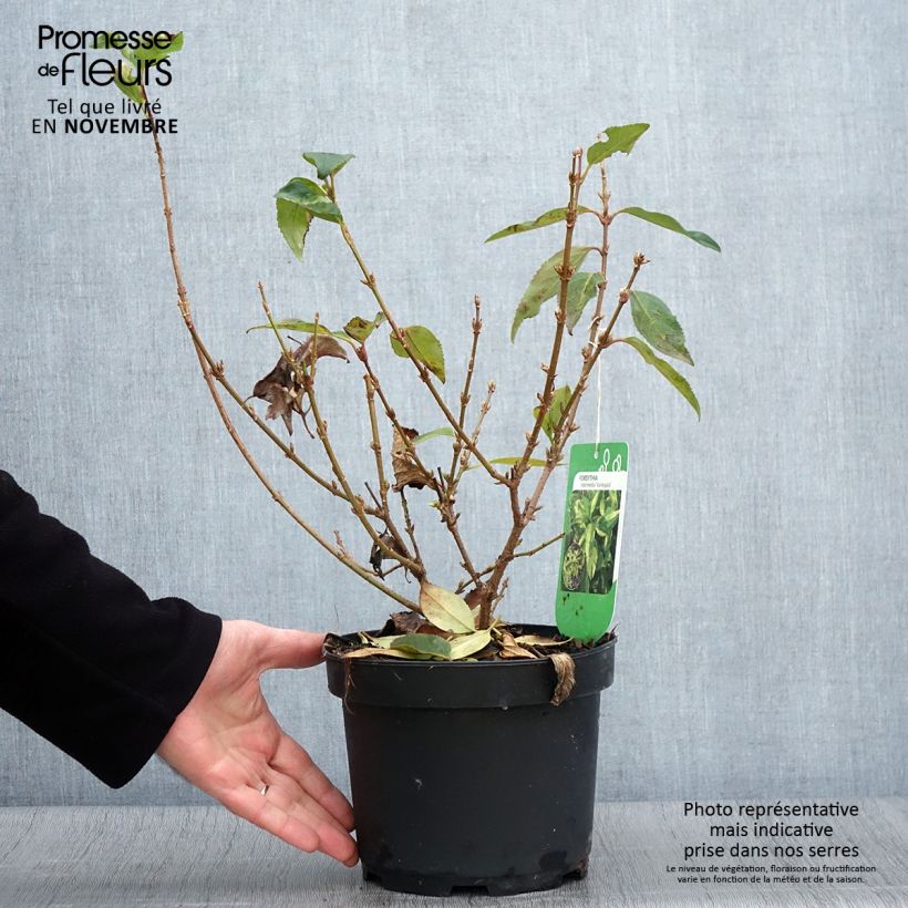 Example of Goldglöckchen Variegata - Forsythie Topf mit 3L/4L as you get in automne