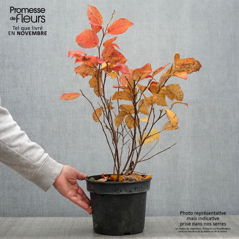 Example of Federbuschstrauch Suzanne - Fothergilla gardenii Topf mit 4L/5L as you get in automne