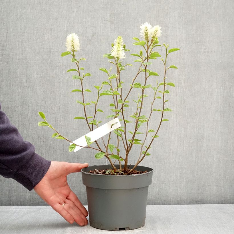 Exemplar von Federbuschstrauch Suzanne - Fothergilla gardenii Topf mit 4L/5L wie im Frühjahr geliefert